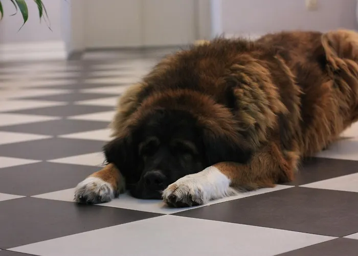 Palac Lagow 兹戈热莱茨